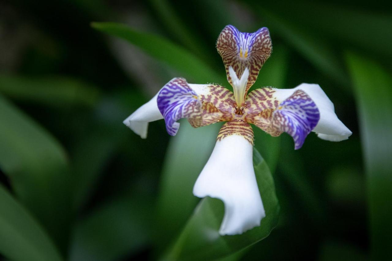 Pousada Flor De Lis Ilha Grande  Eksteriør bilde